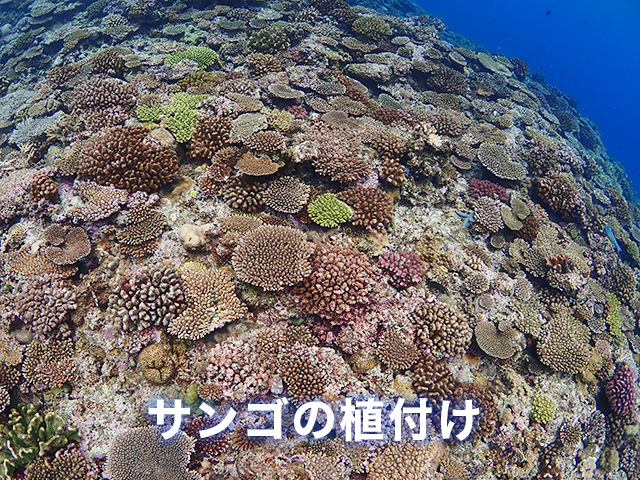 サンゴの植付け体験ダイビング