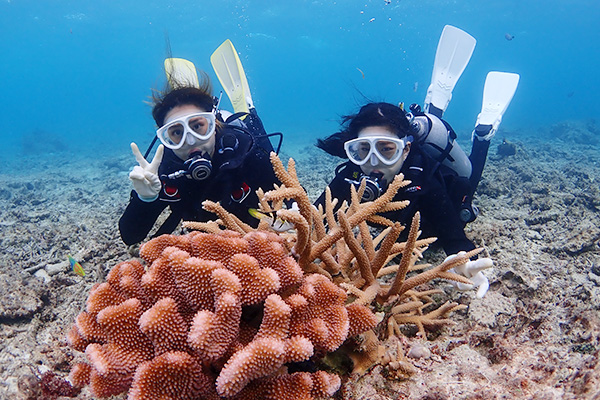 珊瑚と熱帯魚写真