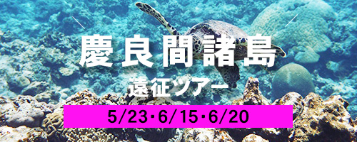 慶良間諸島遠征ダイビングツアー