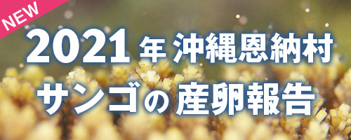 サンゴの産卵