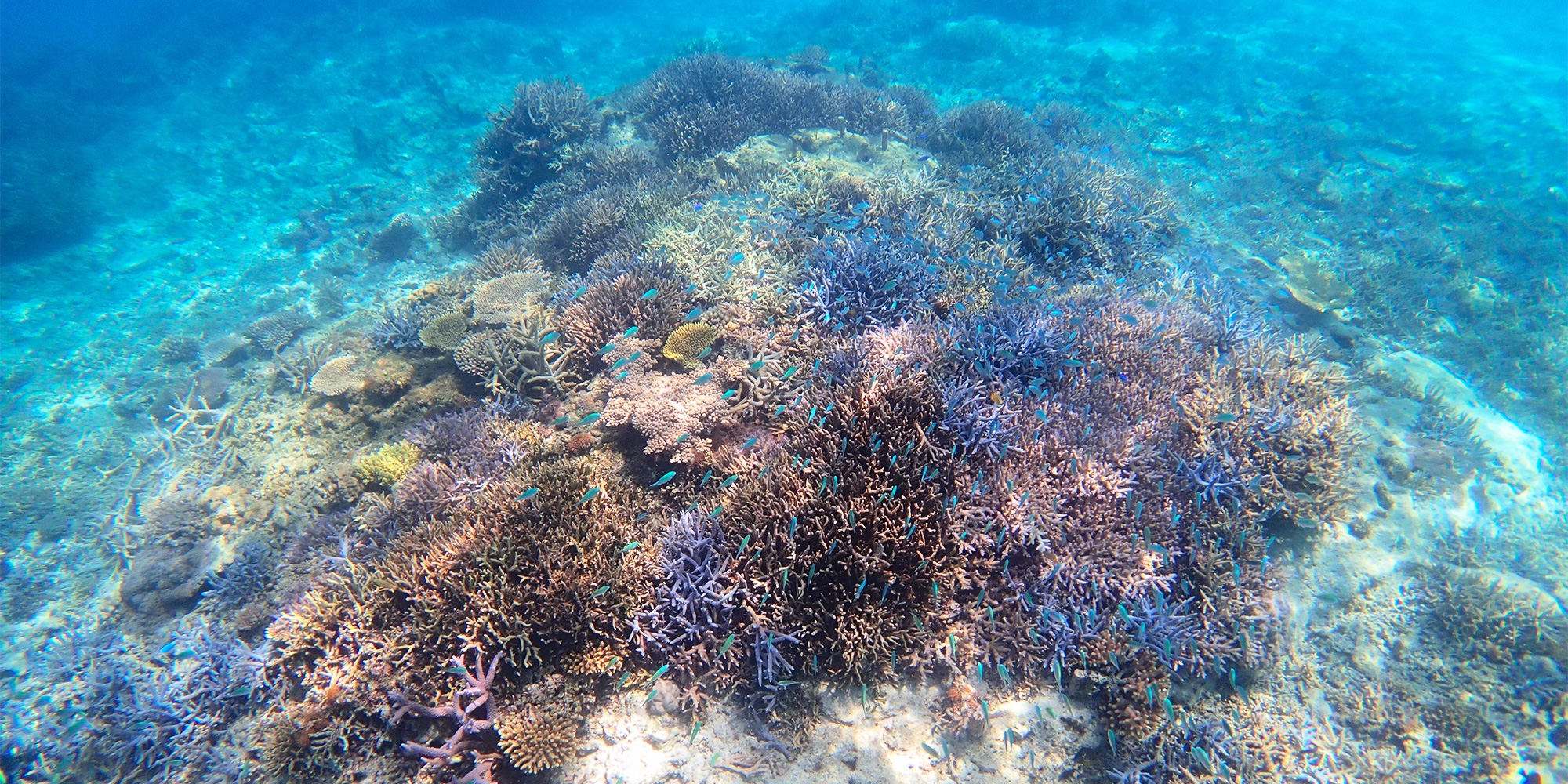 沖縄の海の世界へ