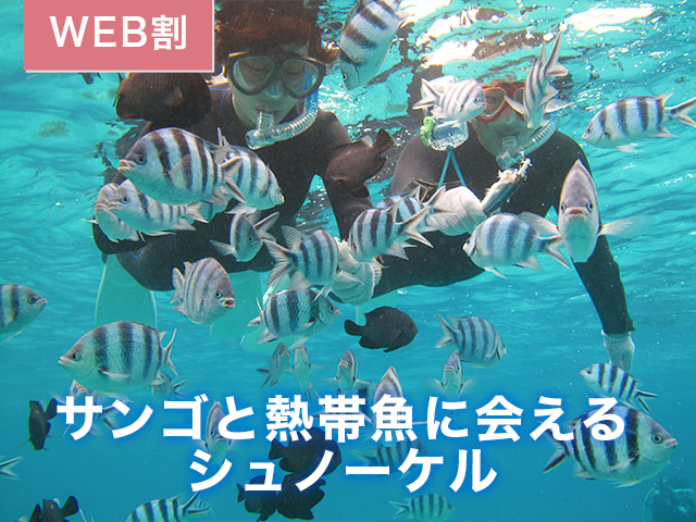 サンゴと熱帯魚に会えるボート体験シュノーケリング