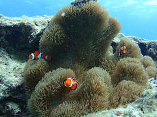 熱帯魚シュノーケリング④