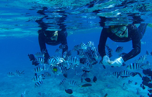 サンゴと熱帯魚シュノーケリング