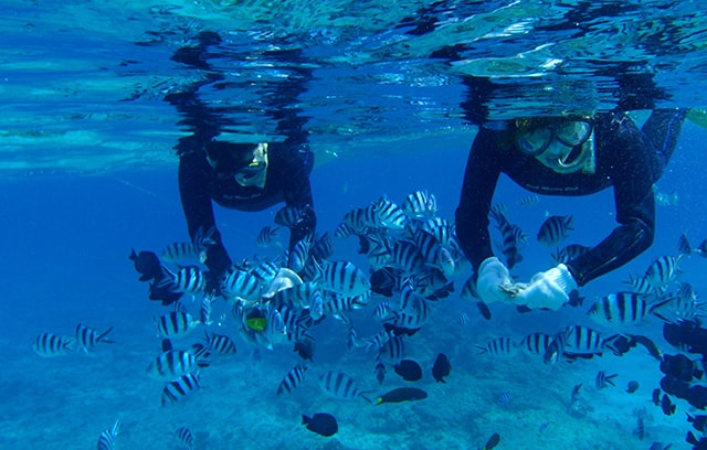 サンゴと熱帯魚シュノーケリング