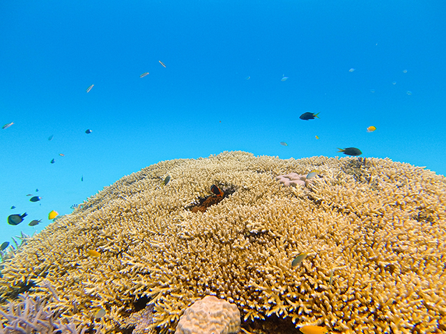 ニシハマのサンゴ礁