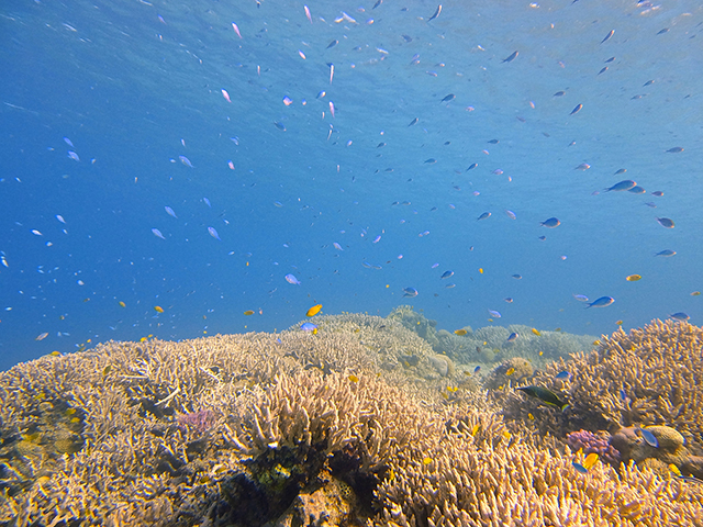 阿嘉島のサンゴ