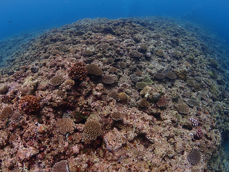 沖縄のサンゴを守ろう サンゴ植付け体験ダイビング