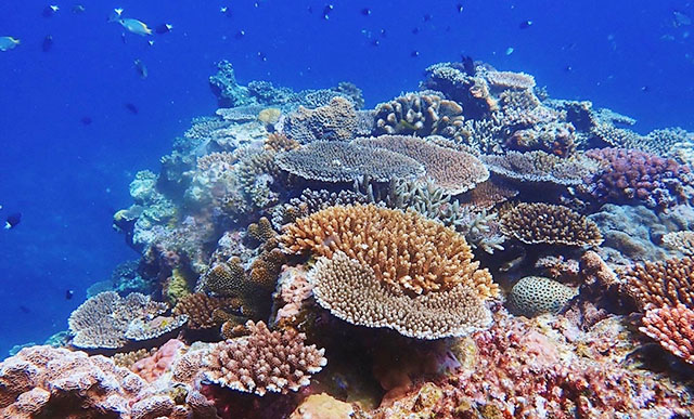 美ら海 とサンゴの関係 沖縄の海中に広がる絶景のワンシーン