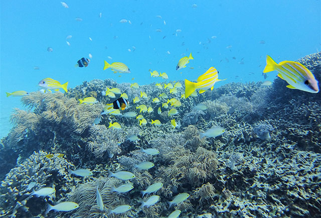 美ら海 とサンゴの関係 沖縄の海中に広がる絶景のワンシーン