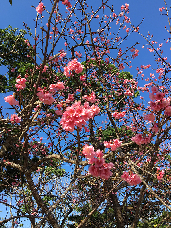 寒緋桜