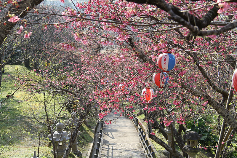 名護の桜まつり