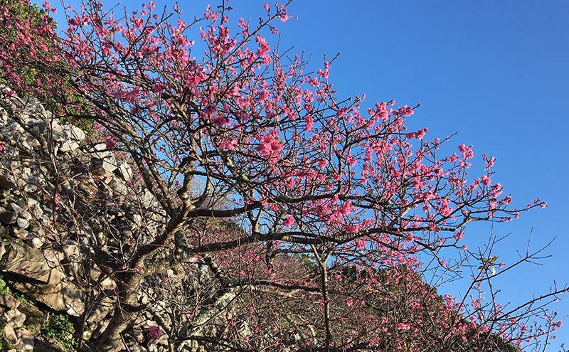 今帰仁城の桜