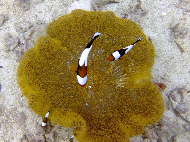 トウアカクマノミ