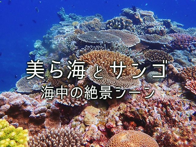 美ら海】とサンゴの関係～沖縄の海中に広がる絶景のワンシーン～