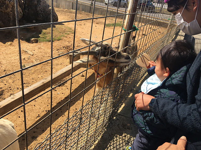 ヤギに餌やり
